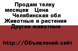 Продам телку 10 месяцев › Цена ­ 25 000 - Челябинская обл. Животные и растения » Другие животные   
